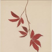 Cover image of Untitled